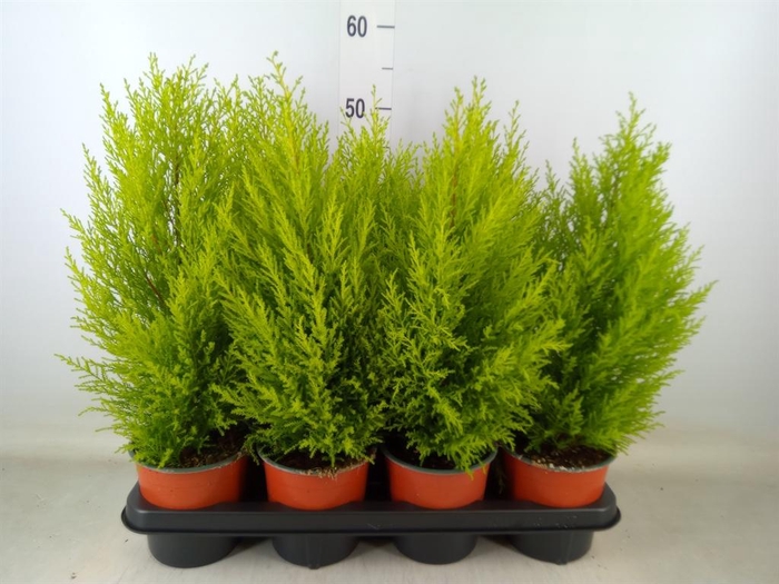 <h4>Cupressus macro. 'Goldcrest Wilma'</h4>