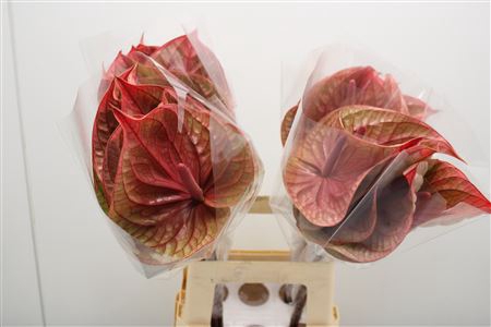 <h4>Anthurium Tequila</h4>