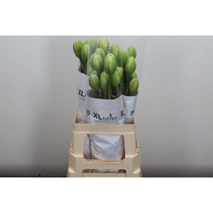 Tu Frans Du Jonquieres