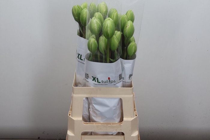 <h4>Tu Frans Du Jonquieres</h4>