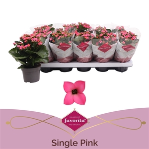 Kalanchoe favorita pink stadium 1