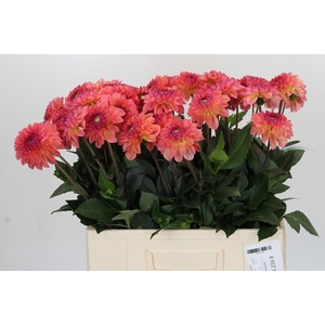 Dahlia Sebastian