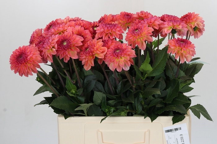 <h4>Dahlia Sebastian</h4>