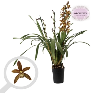 Cymbidium bruin 3 tak