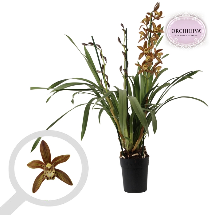 <h4>Cymbidium bruin 3 tak</h4>