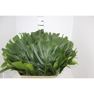 FOLH MONSTERA DELIC. 050 CM