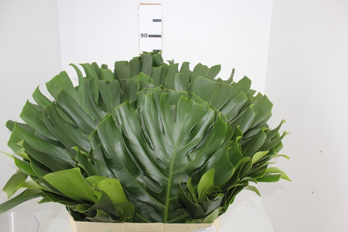FOLH MONSTERA DELIC. 050 CM