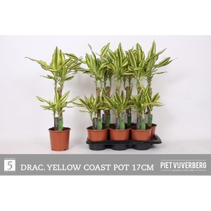 DRA FRAG YELLO COAST