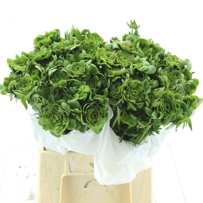 <h4>Ran Su Riviera All Green Extra</h4>