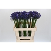 Agapanthus Uri