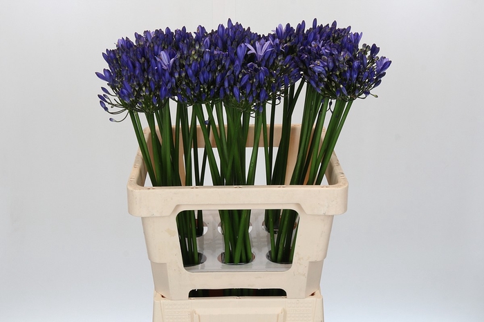 <h4>Agapanthus Uri</h4>