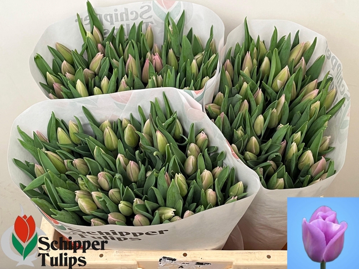 <h4>TU EN ALIBI</h4>