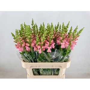 ANTIR POTOMAC PINK