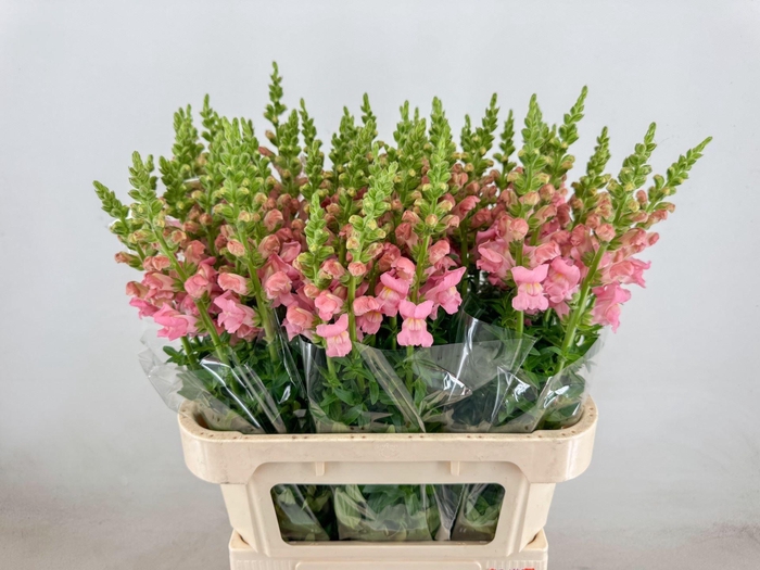 <h4>ANTIR POTOMAC PINK</h4>