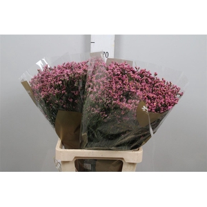 Lim Sin Tiffany Diamond