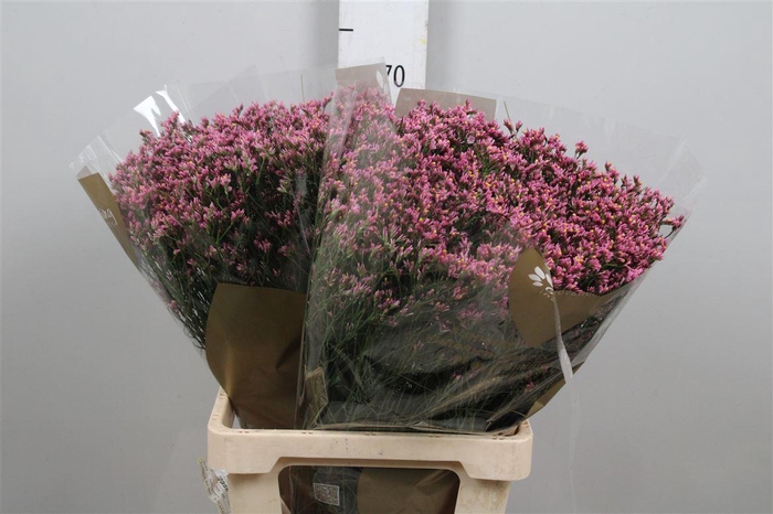 <h4>Lim Sin Tiffany Diamond</h4>