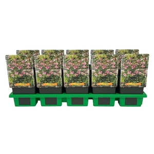 Anemone hupehensis Splendens