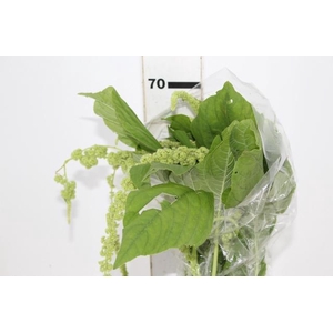 AMARANTHUS VERDE PENDENTE 070 CM