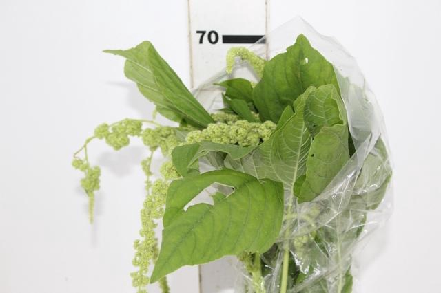 <h4>AMARANTHUS VERDE PENDENTE 070 CM</h4>