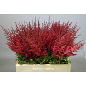 Astilbe Paul Gäarder