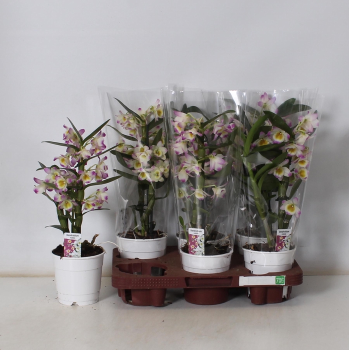 <h4>DENDR N BRIGHT EYES</h4>