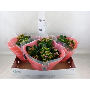 Kalanchoe blos.   ..rosebud mix/pot