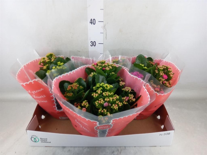 <h4>Kalanchoe blos.   ..rosebud mix/pot</h4>