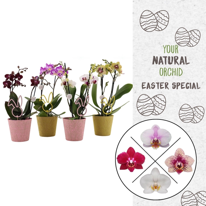 <h4>Flower Symphony | Mix in Easter-look | Phalaenopsis 2 spike</h4>