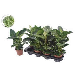 Philodendron overig