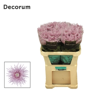 CHRYSANTHEMUM PL 'CIPRIA'