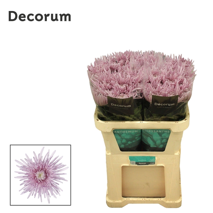 <h4>CHRYSANTHEMUM PL 'CIPRIA'</h4>