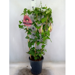 Aristolochia macrophylla