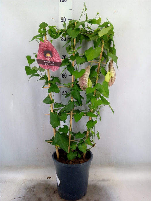 <h4>Aristolochia macrophylla</h4>