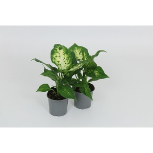 Dieffenbachia Compacta