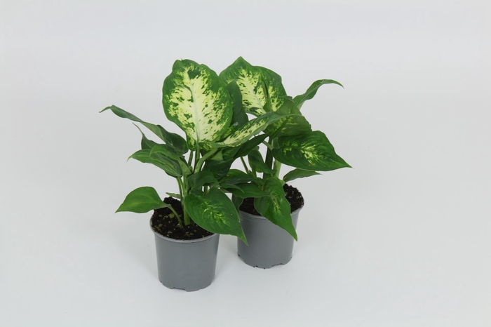 <h4>Dieffenbachia Compacta</h4>
