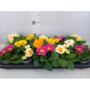 Primula ac.   ...mix