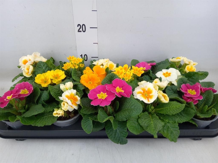<h4>Primula ac.   ...mix</h4>