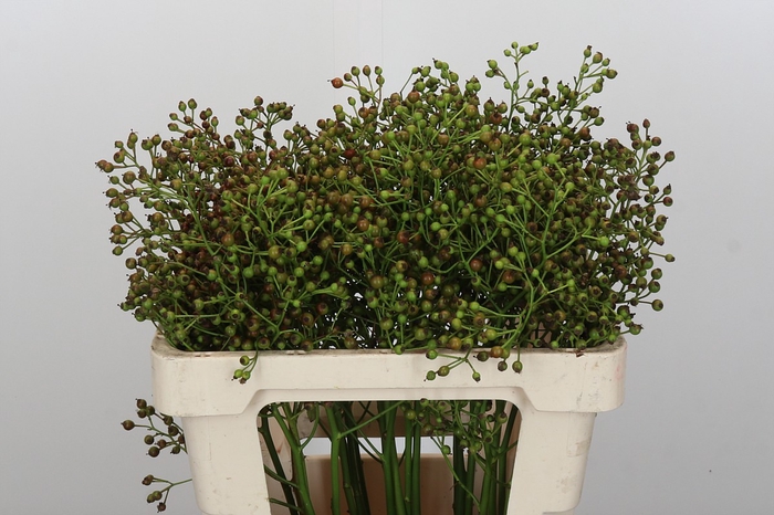 <h4>Rozenbottel Autumn Flush</h4>