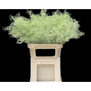 Limonium Beltlaard Klb Mint