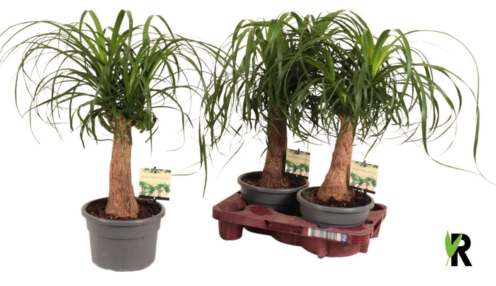 <h4>BEAUCARNEA RECUR</h4>