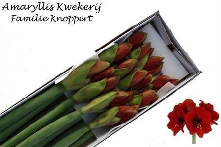 <h4>Hipp Ferrari</h4>