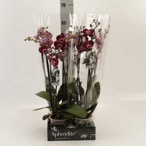 Phalaenopsis  'Ant Montpellier'