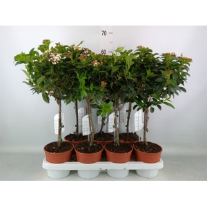 Viburnum tinus 'Gwenllian'