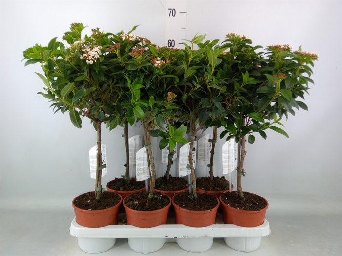 <h4>Viburnum tinus 'Gwenllian'</h4>