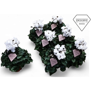 Cyclamen Exclusive® Merengue Wit