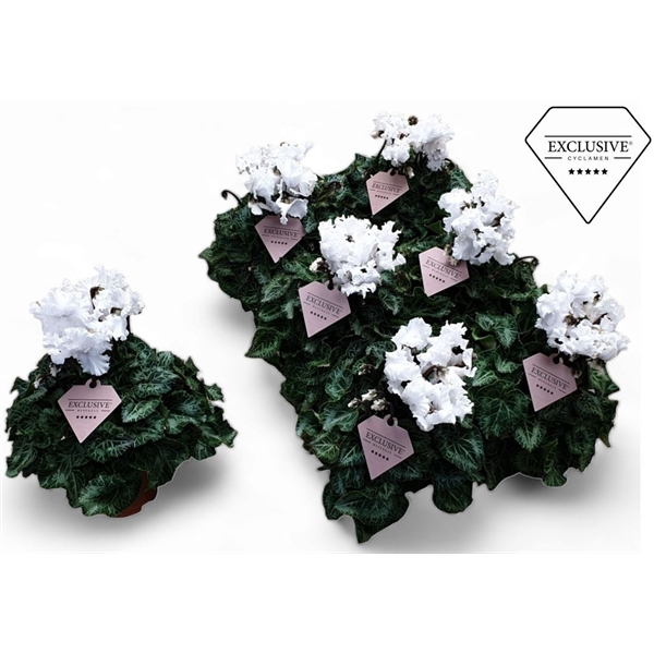 <h4>Cyclamen Exclusive® Merengue Wit</h4>