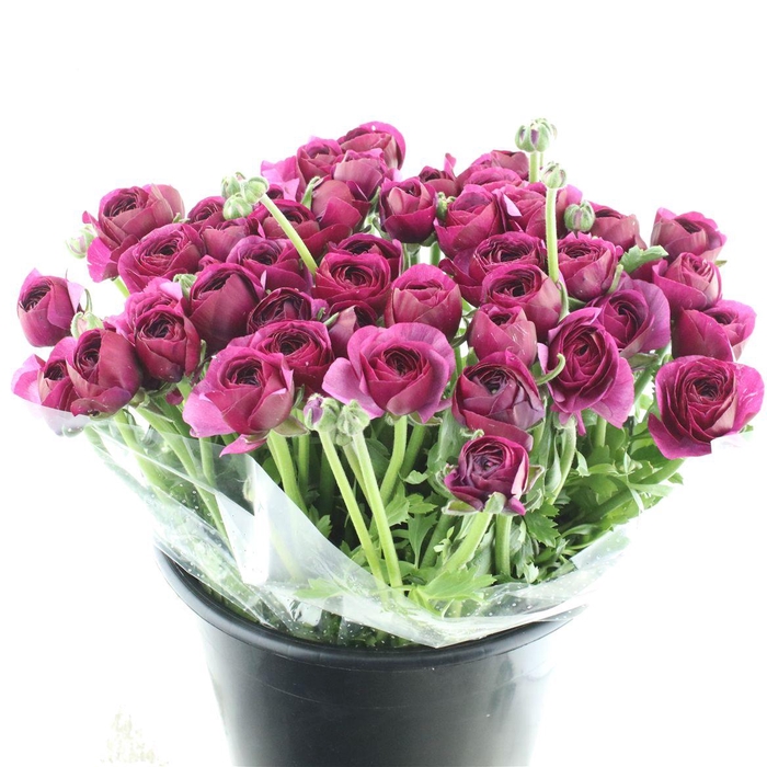 <h4>Ran Su Sr Cherry</h4>