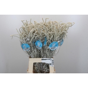 AMAR YEARMING DESERT