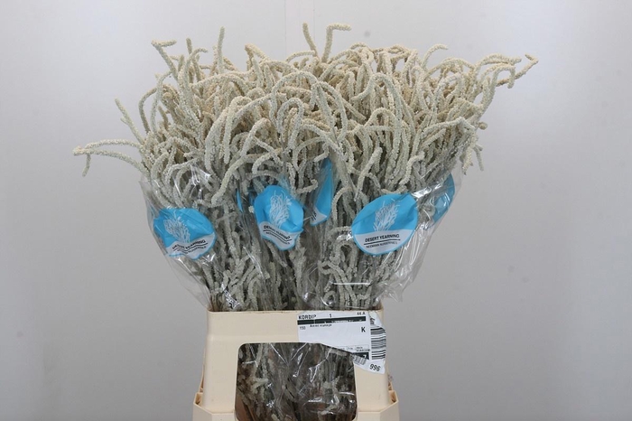 <h4>AMAR YEARMING DESERT</h4>