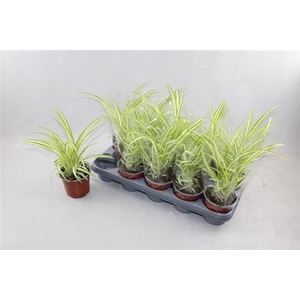 Chlor Com Variegatum